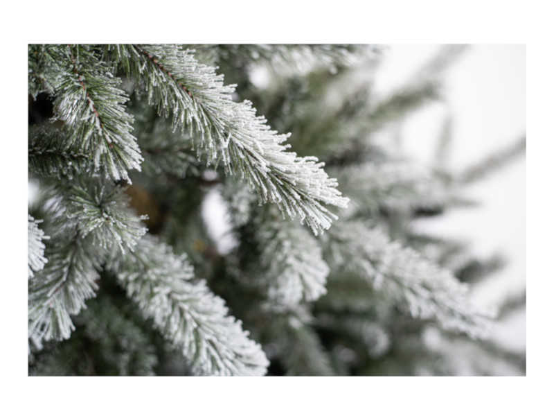 EVERGREEN CEDAR Kiefer Frost 210cm