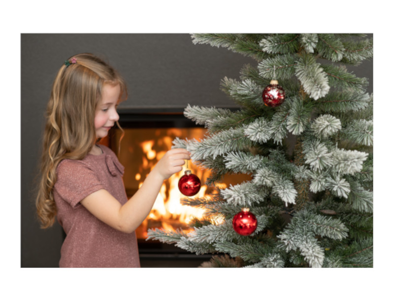 EVERGREEN CEDAR Kiefer Frost 210cm