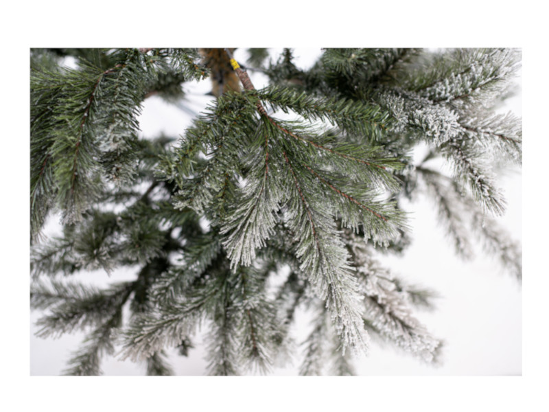 EVERGREEN CEDAR Kiefer Frost 210cm