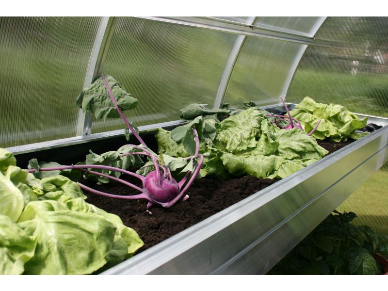 KGT Pflanzwanne für Gewächshaus Lilie III