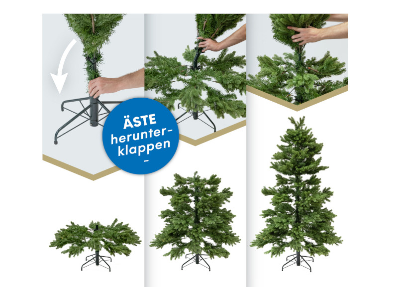 EVERGREEN CEDAR Kiefer Frost 210cm