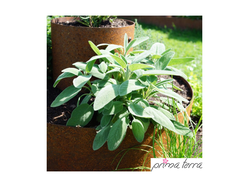 PRIMA TERRA Pflanzenpyramide Metall Edelrost d=80cm
