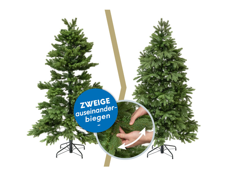 EVERGREEN CEDAR Kiefer Frost 210cm