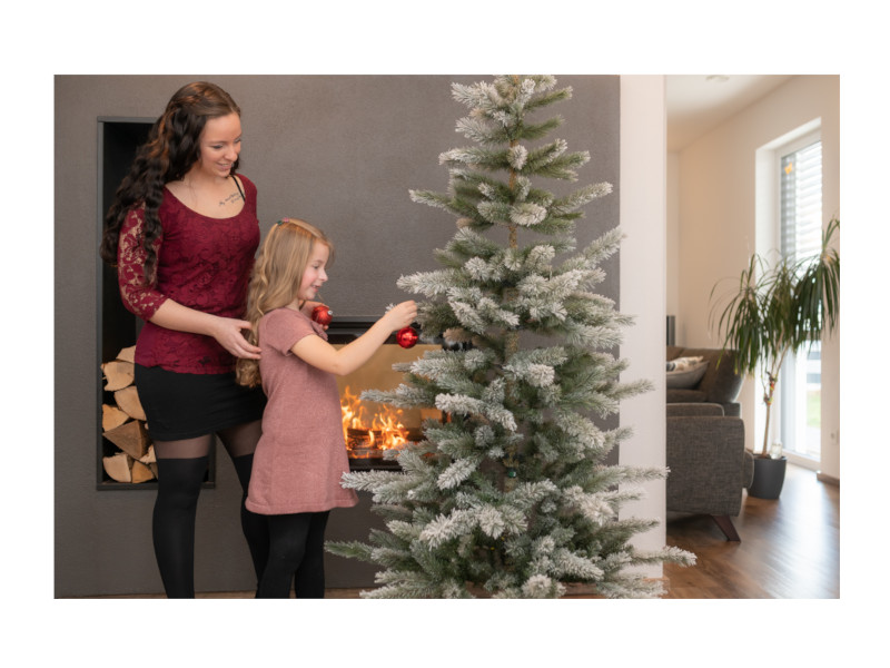 EVERGREEN CEDAR Kiefer Frost 210cm