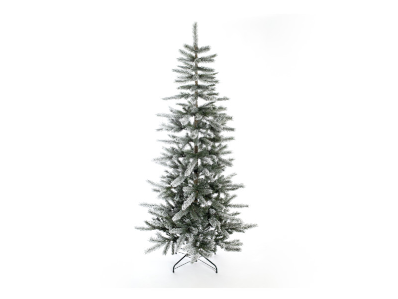 EVERGREEN CEDAR Kiefer Frost 210cm